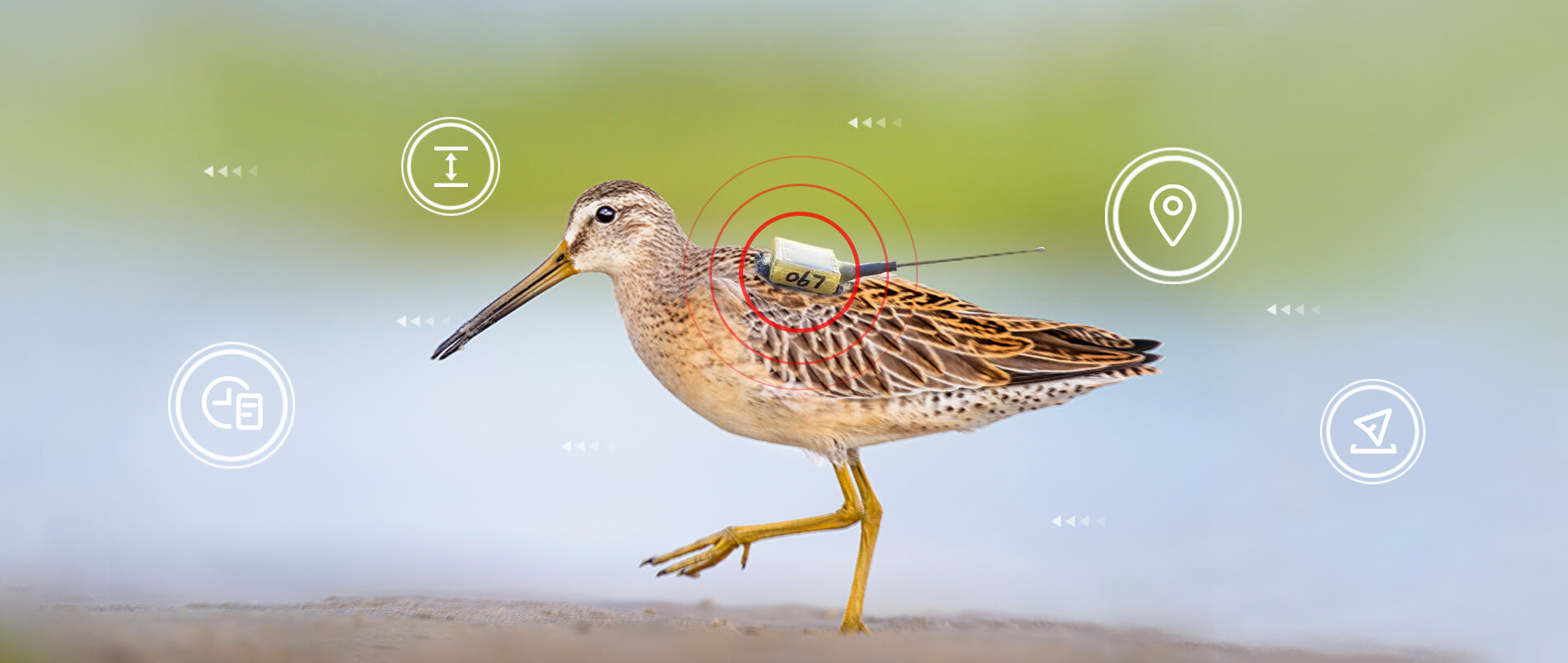 pp电子游戏官方网站物联网整体解决方案，助力小型鸟类实现全球追踪